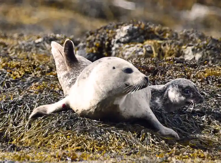 Two seals rest on a bed of seaweed and rocks; the larger seal has a small red dot on its front flipper. The overlaid text…