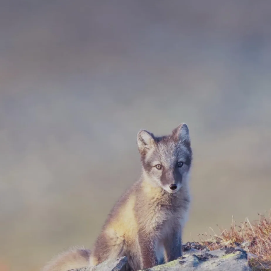 A young arctic fox sits alertly on a rocky outcrop against a blurred natural background. The fox has a fluffy grey and tan…