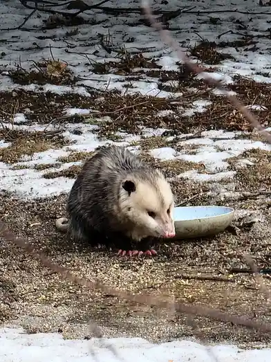 A gray and white opossum is seen in a snowy, debris-strewn outdoor area, sniffing near a light blue bowl. The image has text…