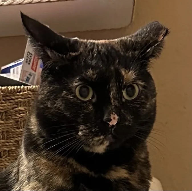 A close-up photo of a tortoiseshell cat with wide, startled eyes and a small pinkish mark on its nose, looking directly at…