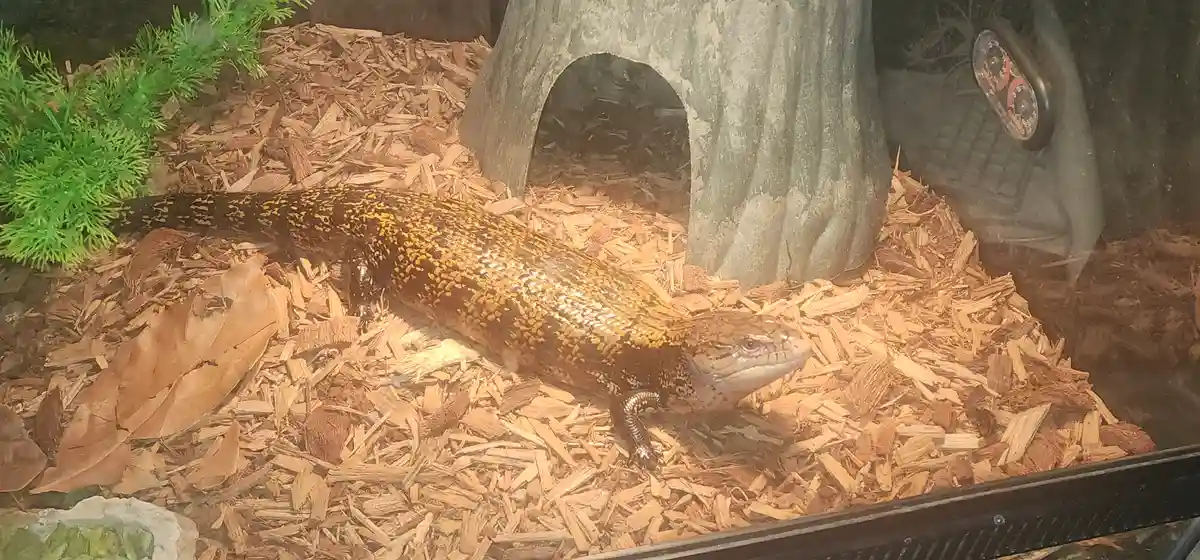 A large, shiny blue-tongued skink with yellow and black spotted scales is lying still on wood chip bedding inside a glass…