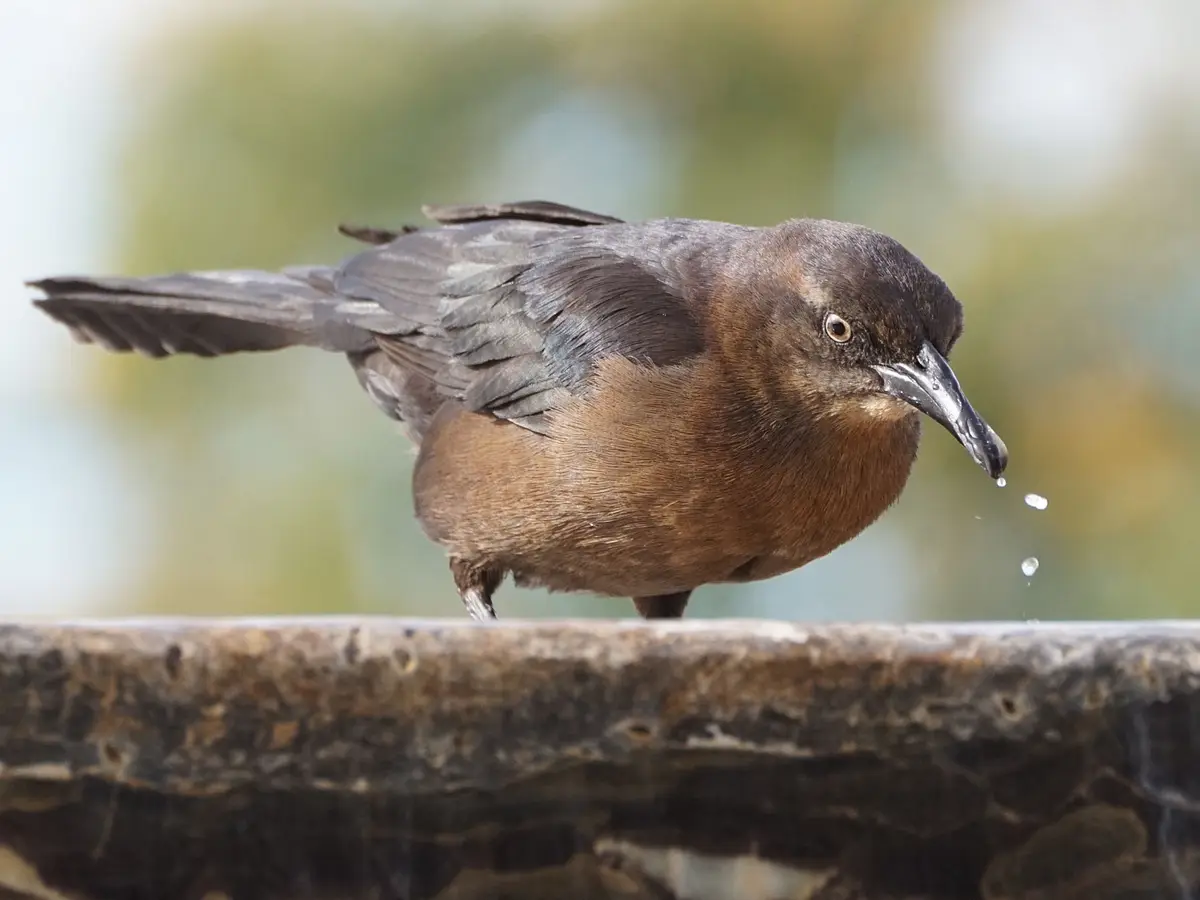 A brown and black bird with water dripping from its beak stands on the edge of a stone birdbath, looking directly at the…
