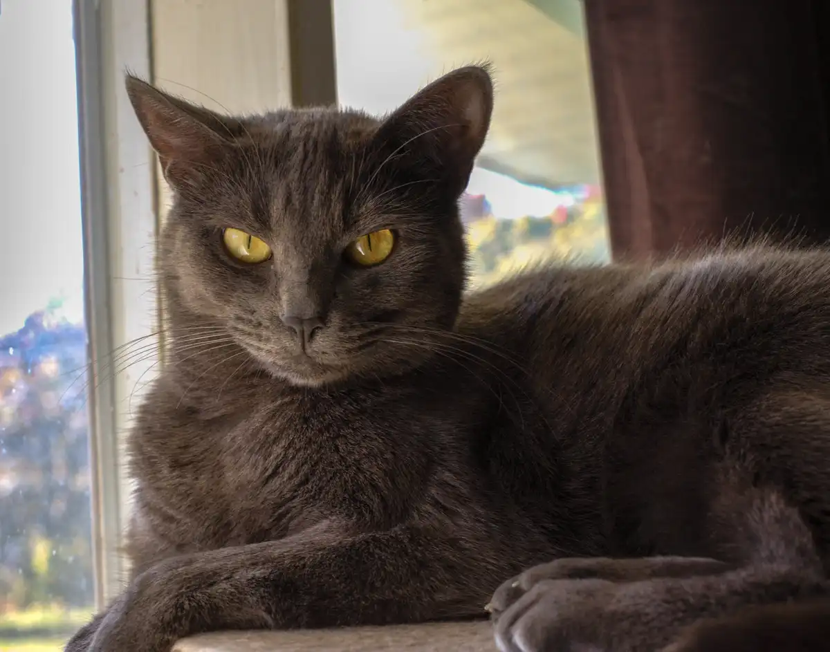 A gray cat with striking yellow eyes is lounging near a window, looking directly at the camera with a calm, unbothered…