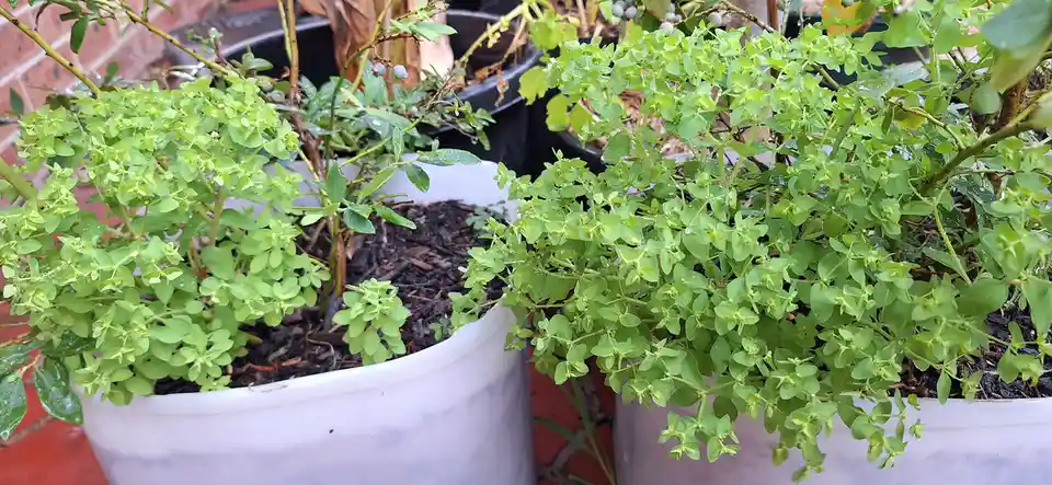 Two potted plants with lush green foliage sit side by side on a red brick patio, their leaves glistening with water…