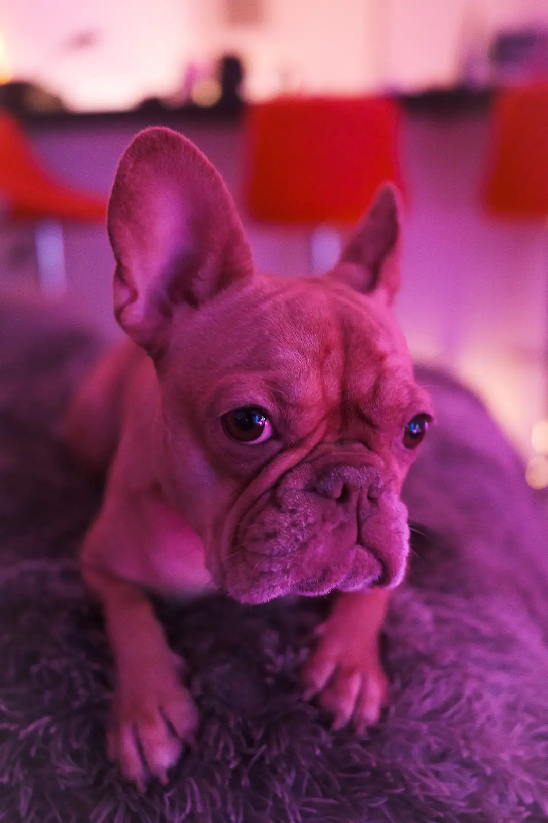 Wishing You a Joyful Holiday Season from Coco