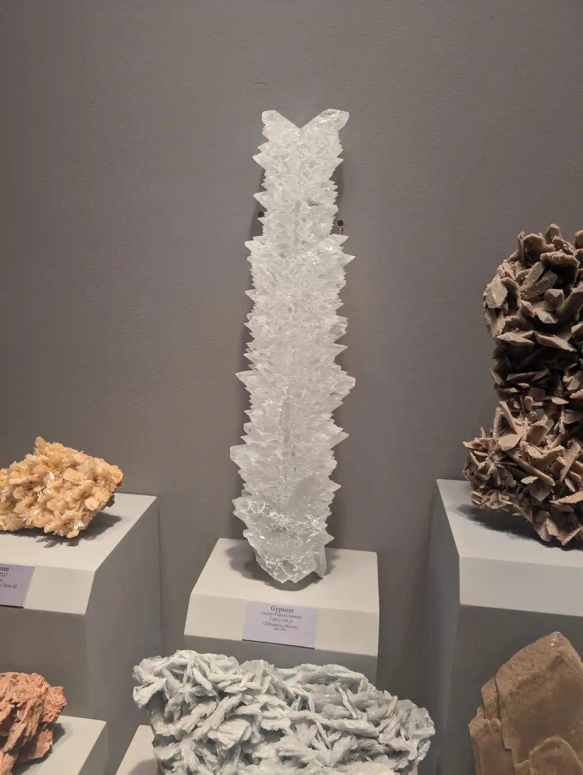 A tall, translucent white gypsum crystal formation, labeled 'Gypsum variety Fishtail Selenite,' stands on a white pedestal…