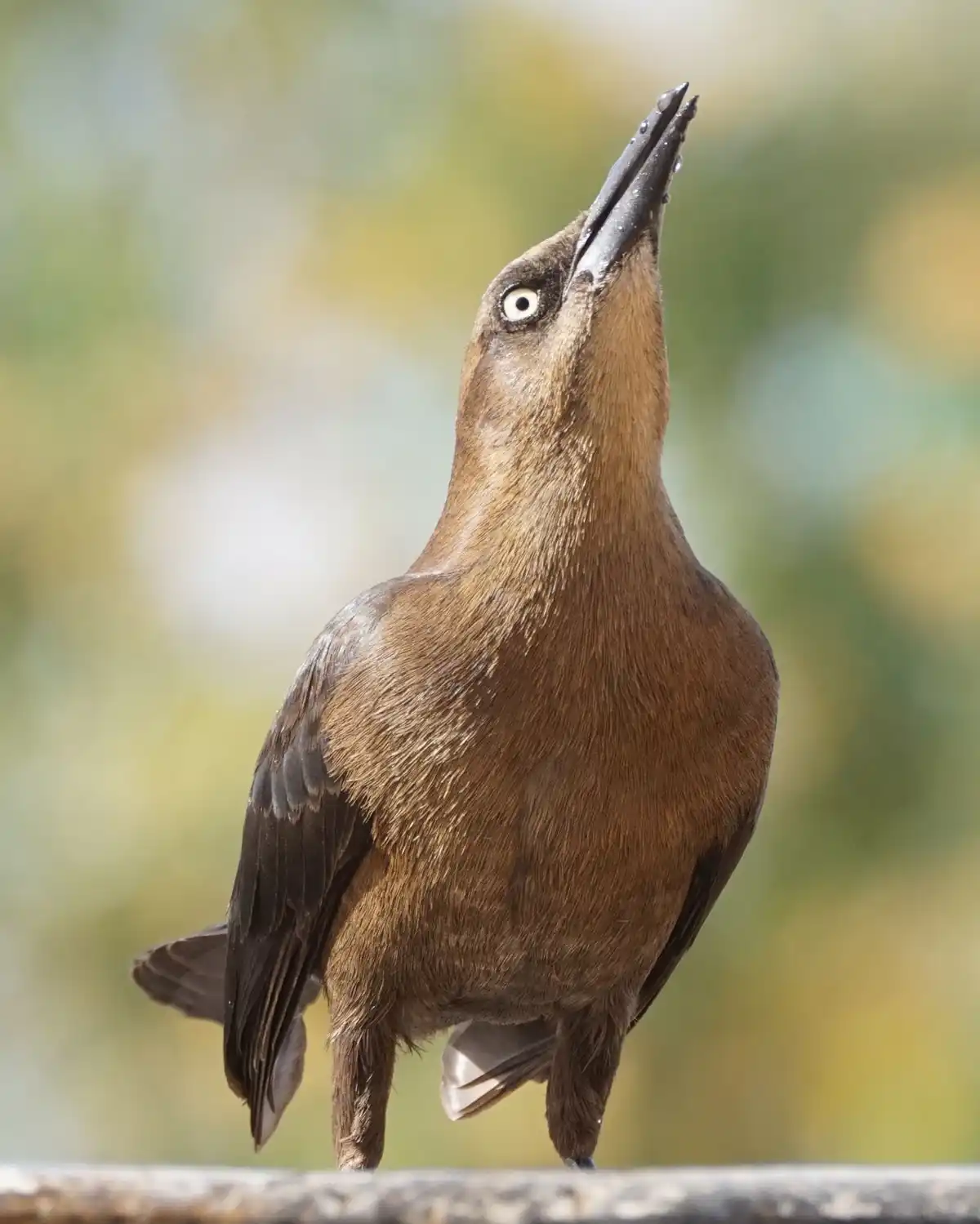 A brown bird with a white eye and dark beak stands upright, tilting its head back and opening its beak as if singing or…