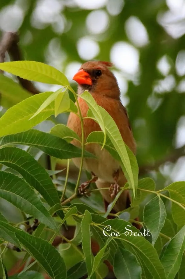 A female cardinal with brownish-red feathers and a bright orange beak perches among vibrant green leaves on a tree branch…