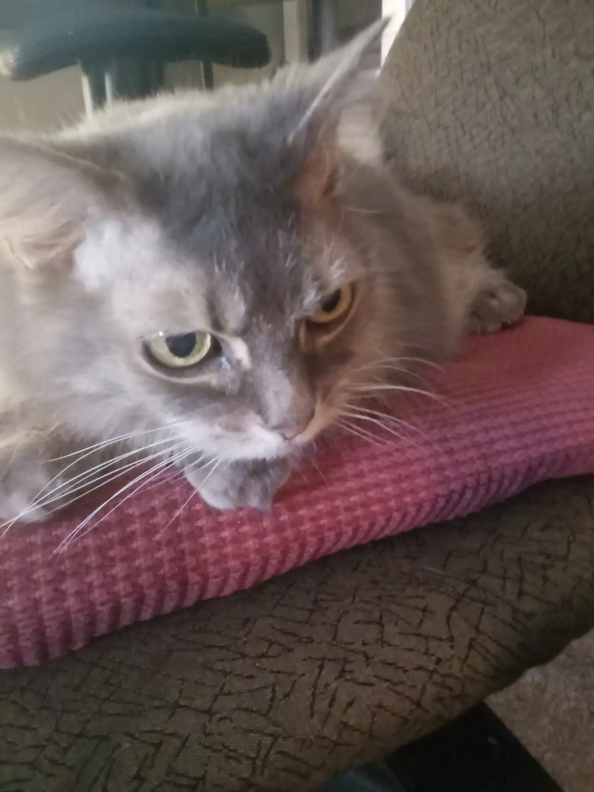 A fluffy gray cat with one eye half-closed and a scrunched-up expression lies on a pink pillow on a patterned couch…