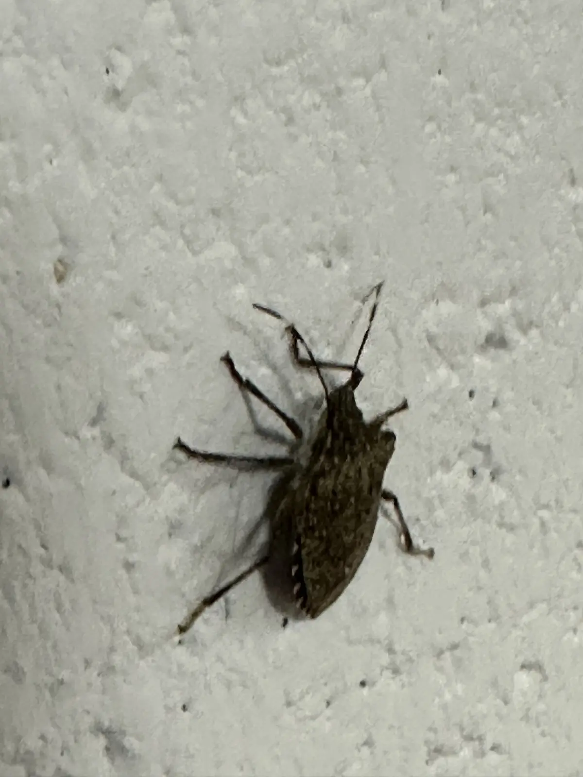 Can You Help Me Identify This Bug? Central Michigan Basement Invasion!