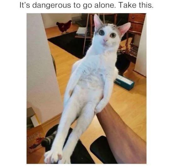 A person holds a white cat with large, wide eyes and a slightly surprised expression, suspended in mid-air by its front…