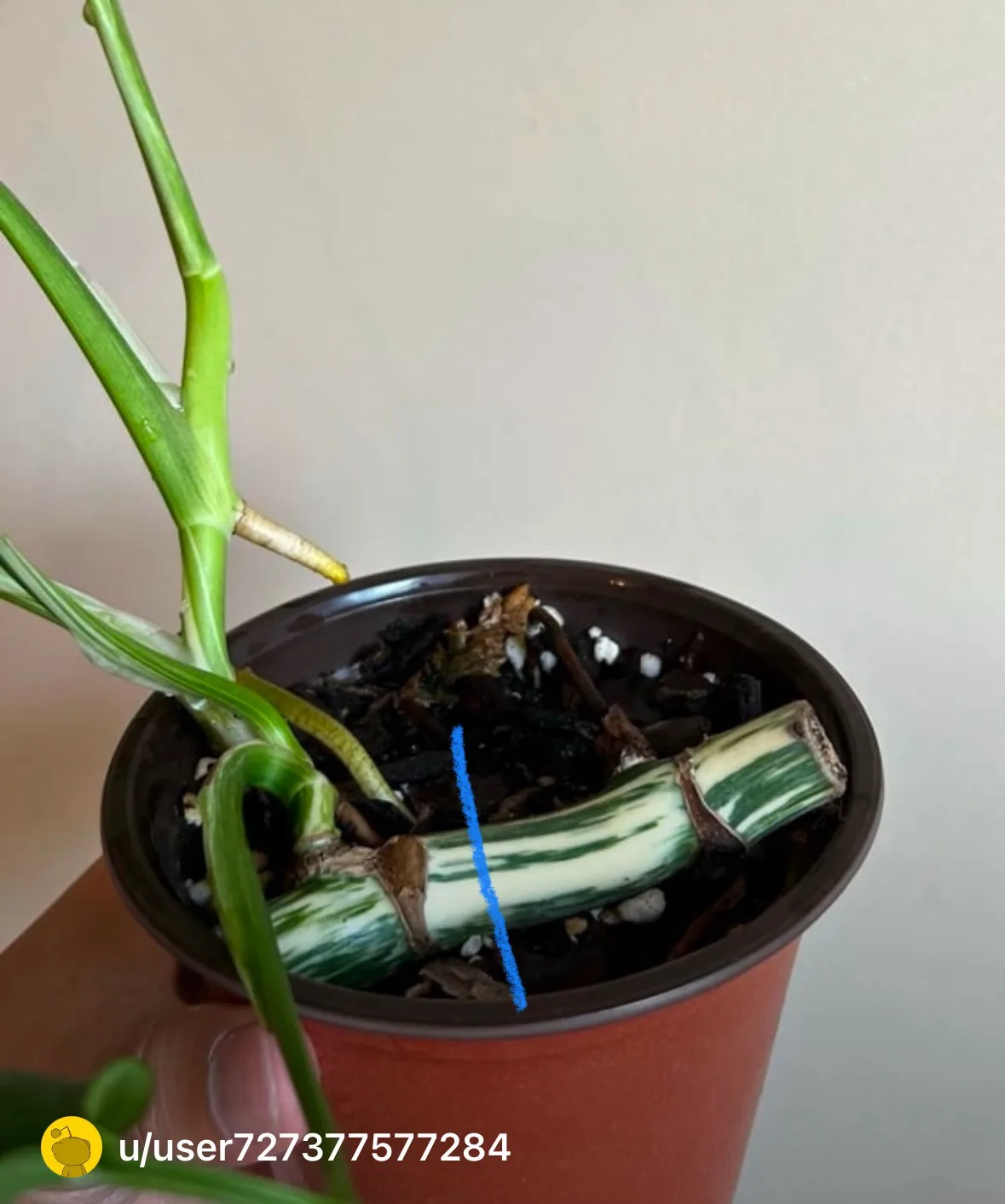 A close-up photo shows a potted plant with green stems and variegated leaves, held by a hand. A blue line is drawn…
