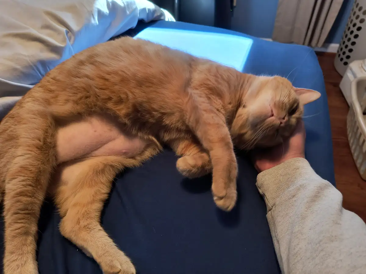 An orange tabby cat is lying on its side on a person's lap, appearing deeply relaxed with its eyes half-closed and head…