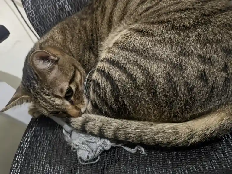 Meet the Cat Who's Always Lying Around