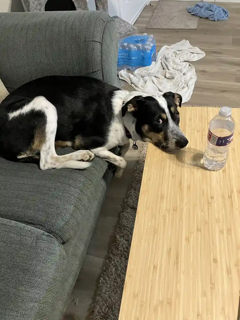 A black and white dog with tan markings lies on a gray couch, head resting on the edge, staring intently at a single water…