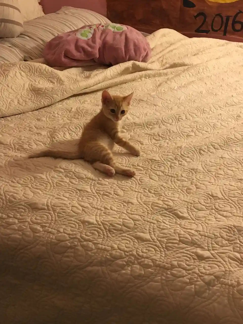 Adorable Kitty Cuteness Overload