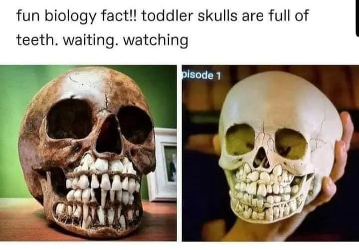 The image is a two-panel meme. The left panel shows an ancient human skull with all its teeth intact, sitting on a wooden…
