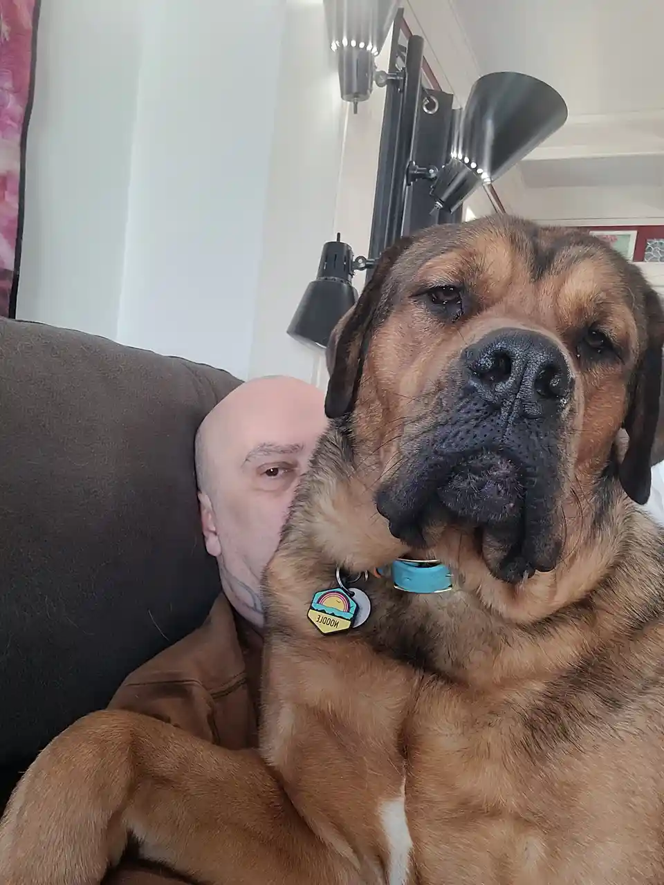 A bald man is seen resting his head against the side of a large, brown-furred dog that is sitting on a couch. The dog has a…