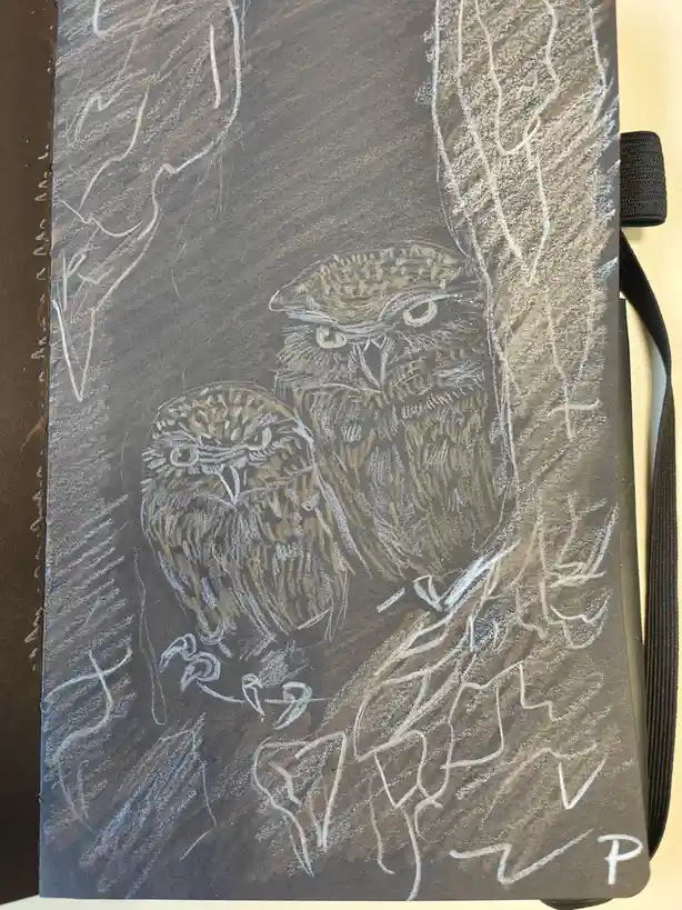 A chalk drawing on dark paper shows two angry-looking owls perched in a tree, with the text 'I'm not a fan of the new owl…