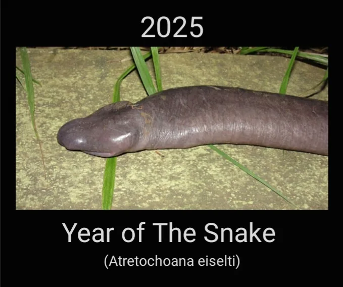 A close-up photo of a dark purple, worm-like amphibian, identified as Atretochoana eiselti, lying on a mossy stone surface…