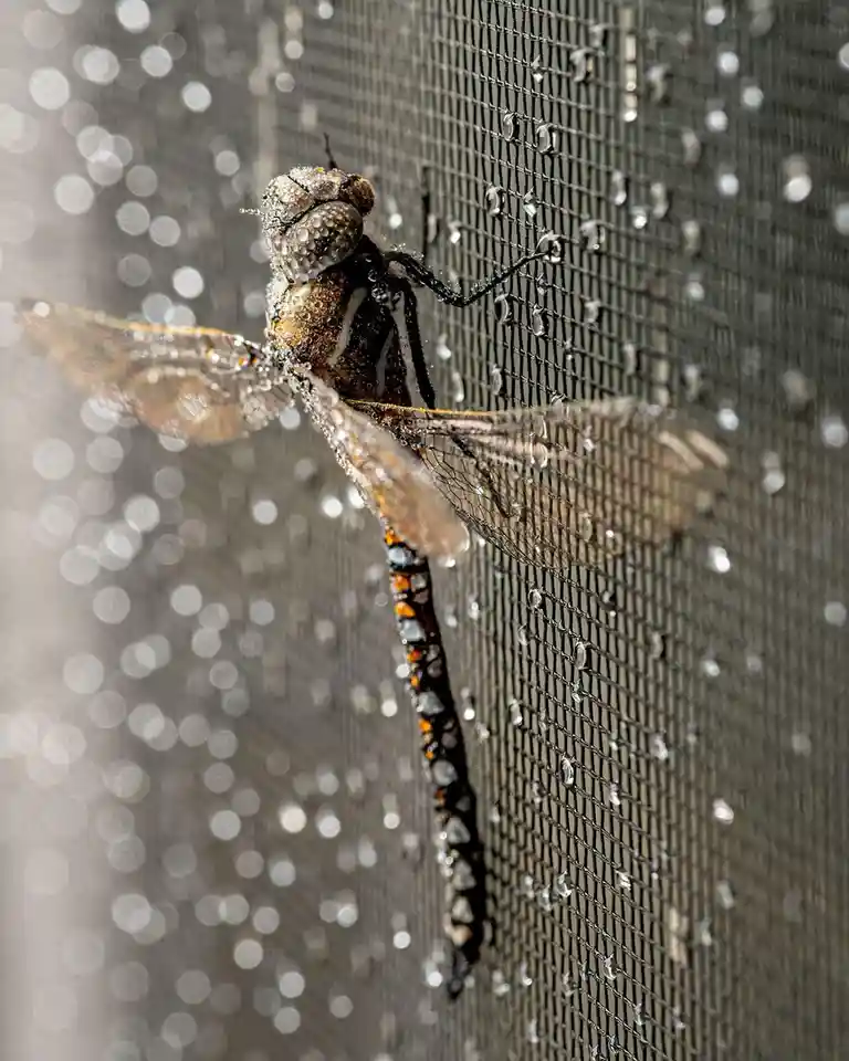 The Graceful Dragonfly in Flight