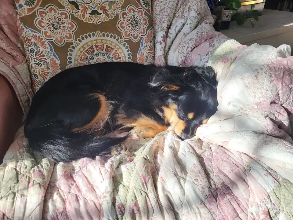 A black and tan dog is curled up sleeping on a floral-patterned quilt on a couch with a colorful patterned backrest…
