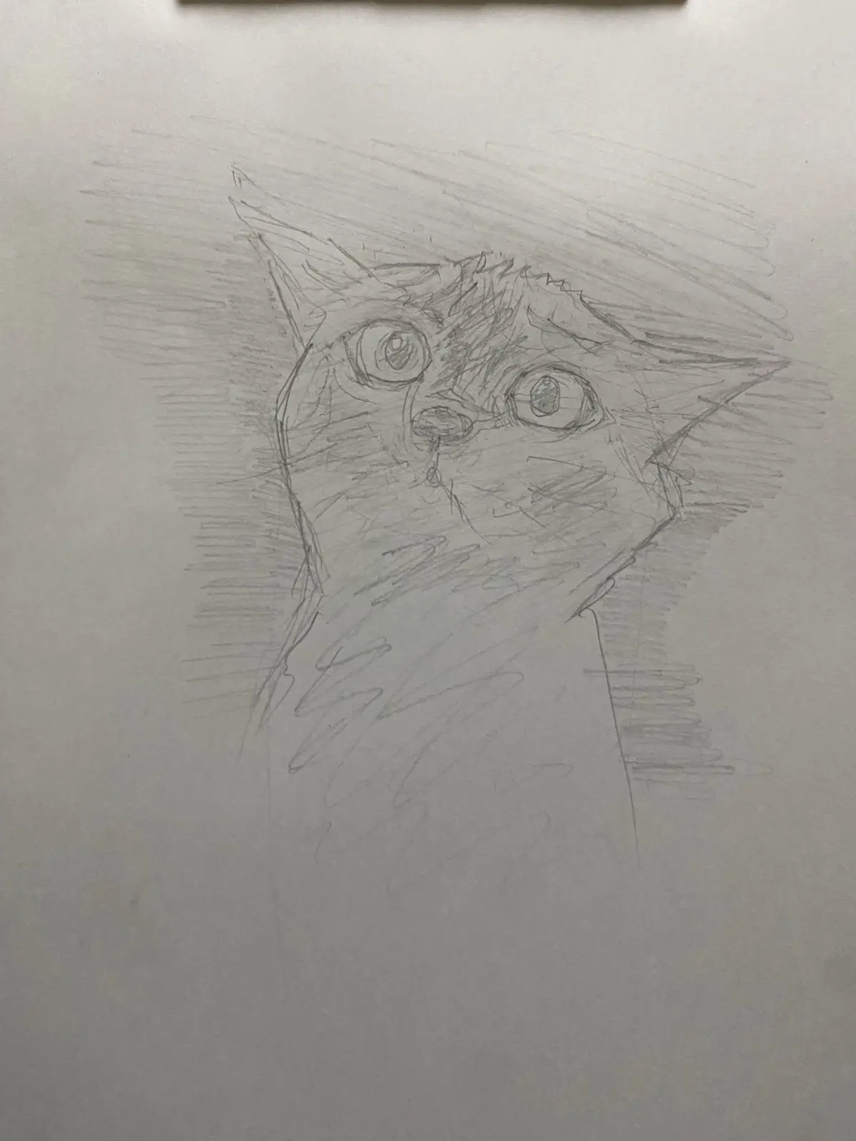 A rough pencil sketch on white paper depicts a cat's head with large, wide eyes and a slightly open mouth, rendered with…