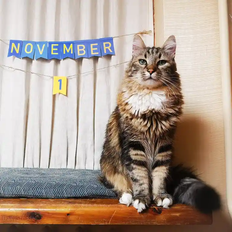 A fluffy tabby cat with green eyes sits regally on a wooden windowsill, looking directly at the camera. Behind it, a blue…