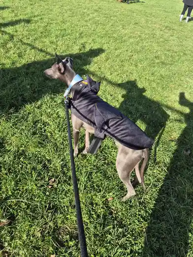 A grey dog wearing a black bat-themed costume with pointed ears and a cape stands on green grass, looking away while…