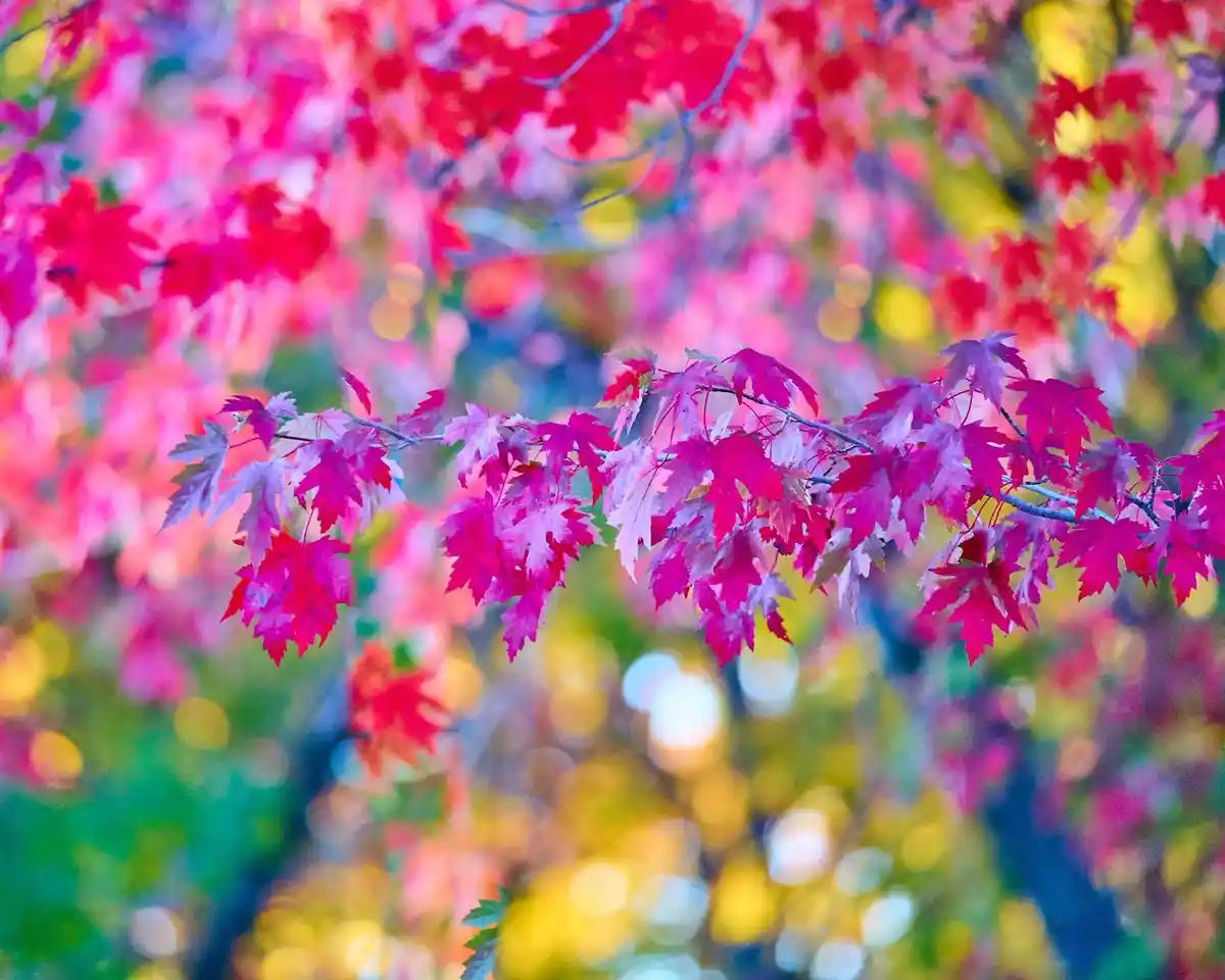 A vibrant, shallow-depth-of-field photograph of autumn maple leaves in shades of magenta, fuchsia, and red, with a blurred…