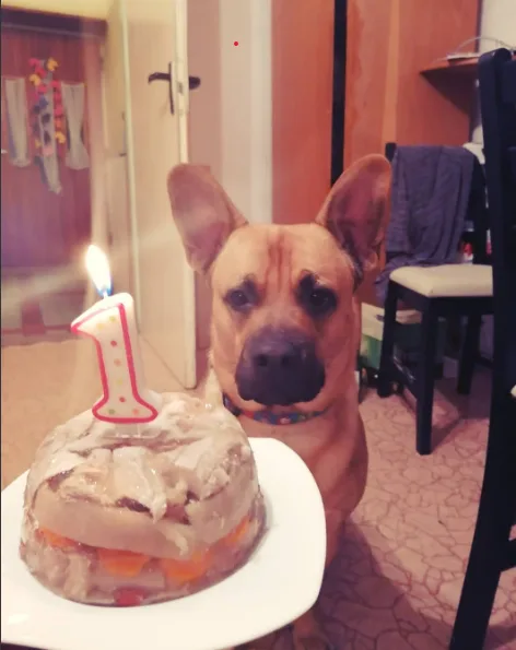 A tan dog with large ears sits beside a small cake topped with a lit candle shaped like the number one. The dog looks…