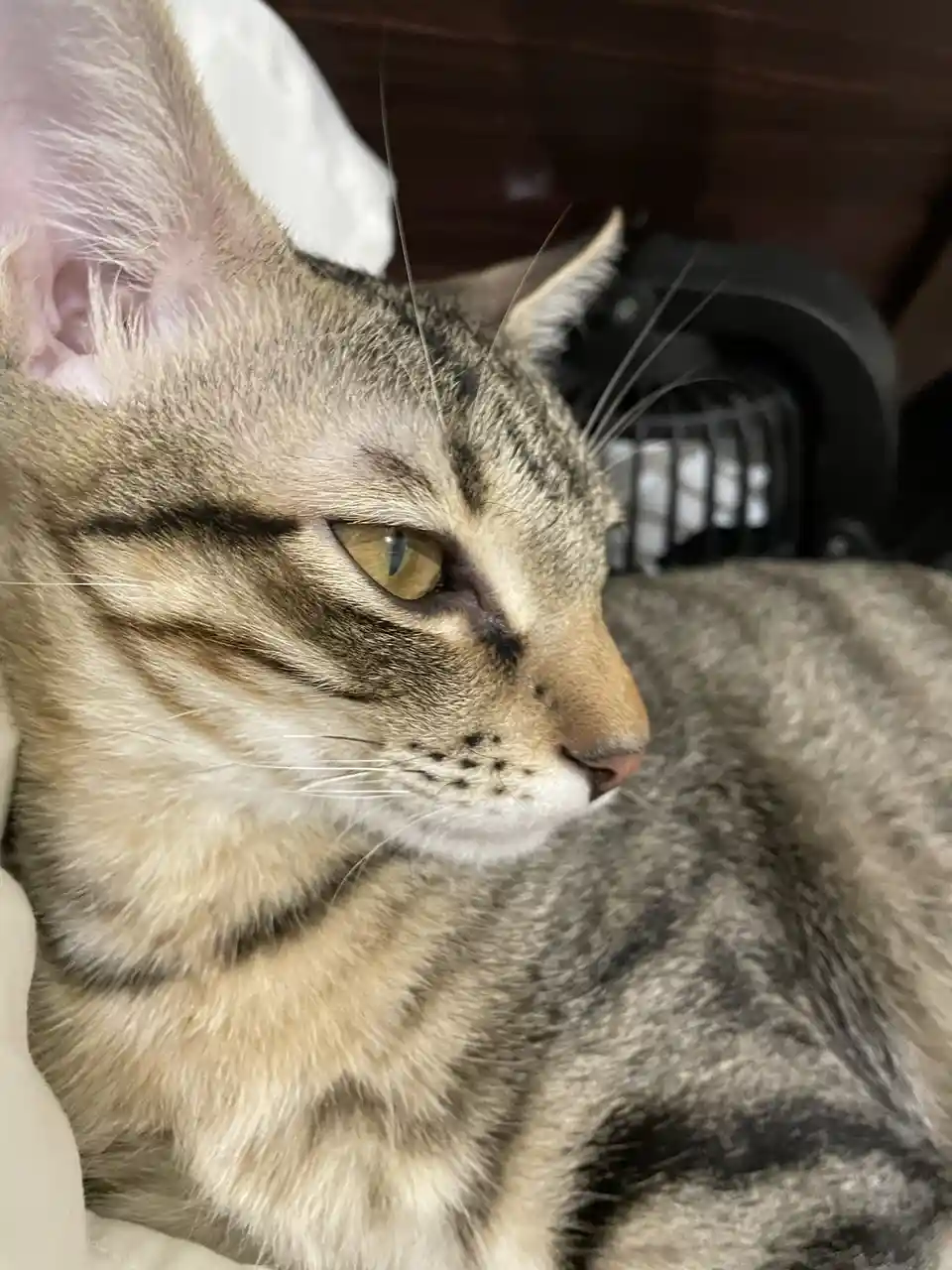 A close-up photo of a tabby cat with green eyes looking off to the side, its expression appearing bored or uninterested. The…