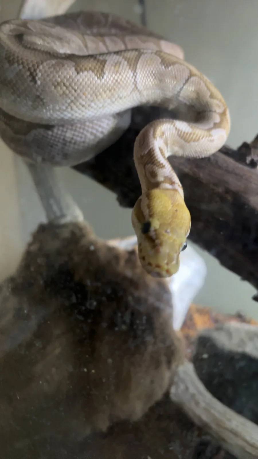 A light-colored python snake with a yellowish head is coiled on a branch inside a terrarium, looking directly at the camera…