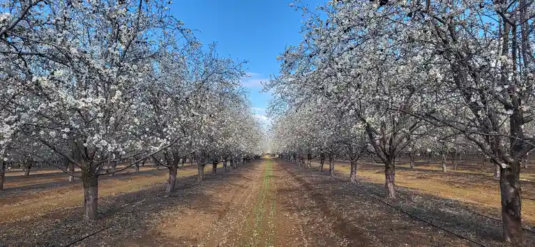 Rows of white-blossomed fruit trees stretch into the distance under a clear blue sky, with dirt paths between them. The…