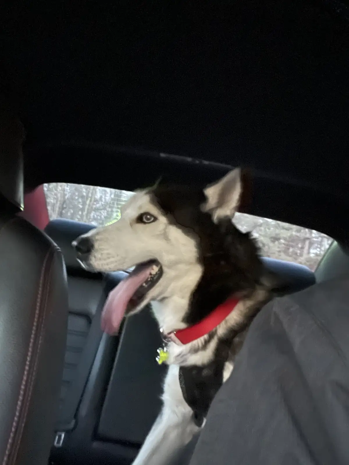 A black and white husky with its tongue out is sitting in the backseat of a car, looking out the window. The dog wears a red…