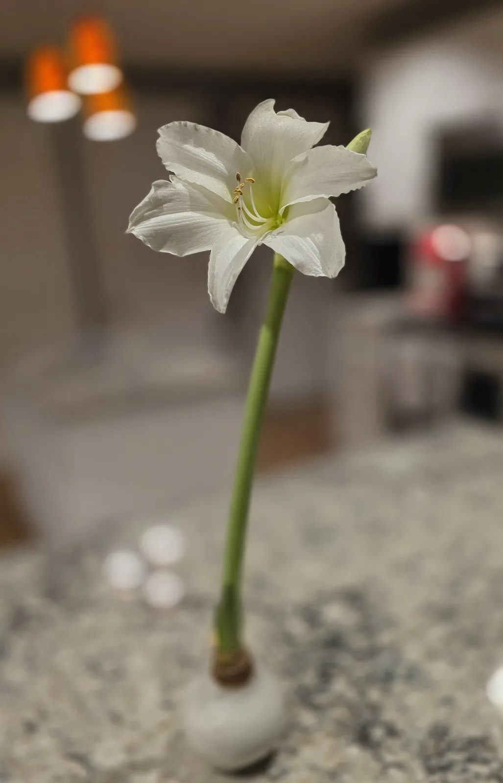 A single white flower with a long green stem is shown in a small white vase on a granite countertop, with a blurred indoor…