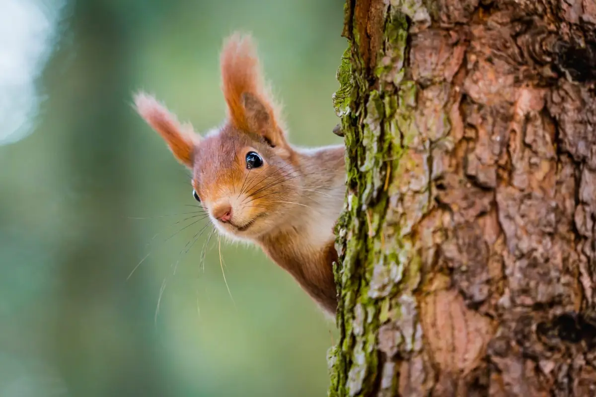 A red squirrel peeks out from behind a tree trunk with a curious, slightly unimpressed expression. The background is a soft…