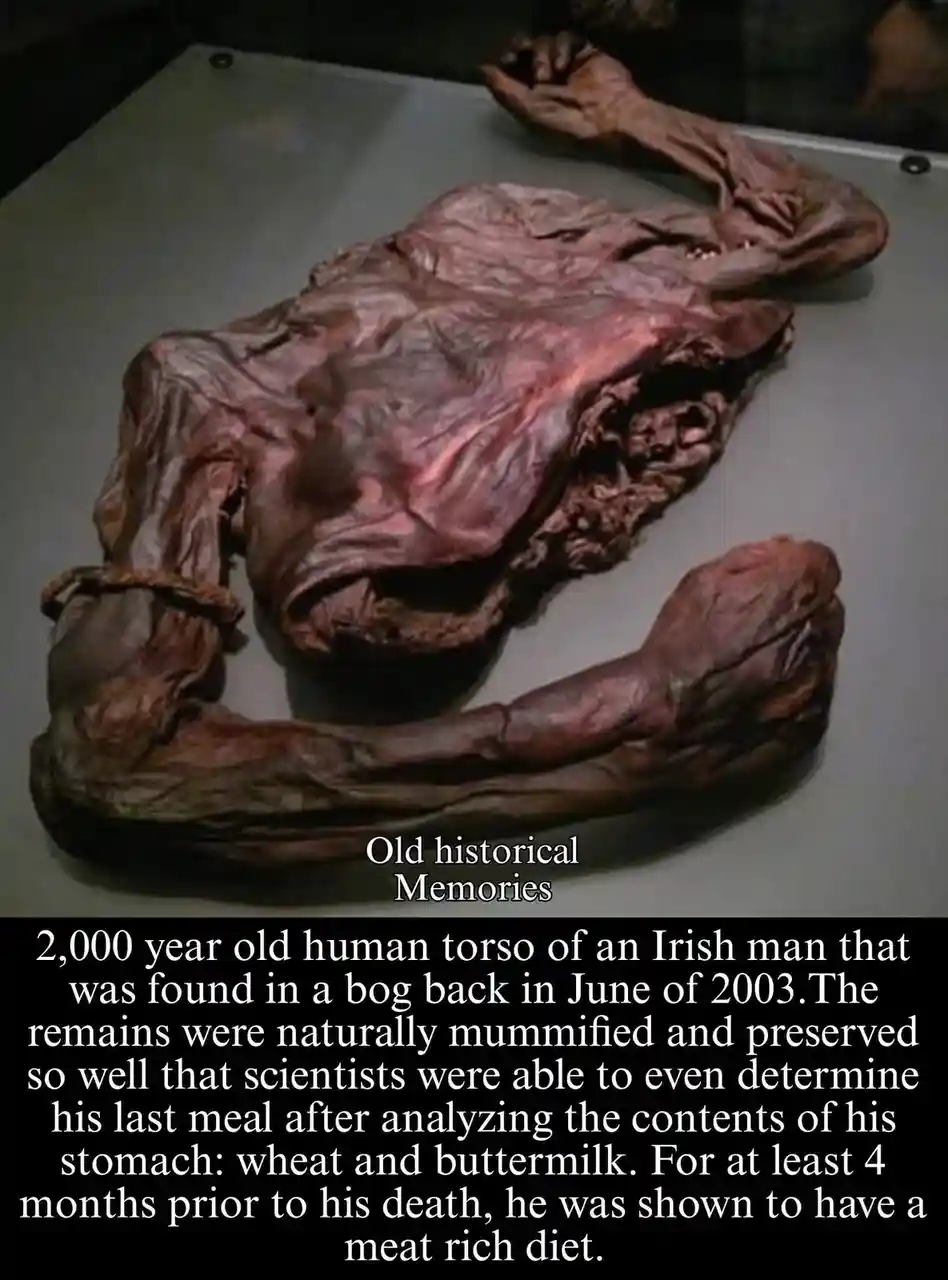 The image displays a desiccated, 2,000-year-old human torso, likely a bog body, lying on a display surface. Overlaid text…