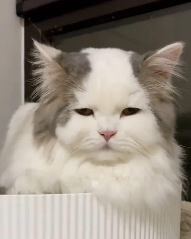 A fluffy white and gray cat with a grumpy, unimpressed expression peers over the edge of a white striped box. The cat's eyes…
