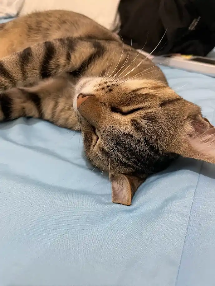 A tabby cat with brown and black stripes is curled up and sleeping peacefully on a light blue bedsheet, its eyes closed and…