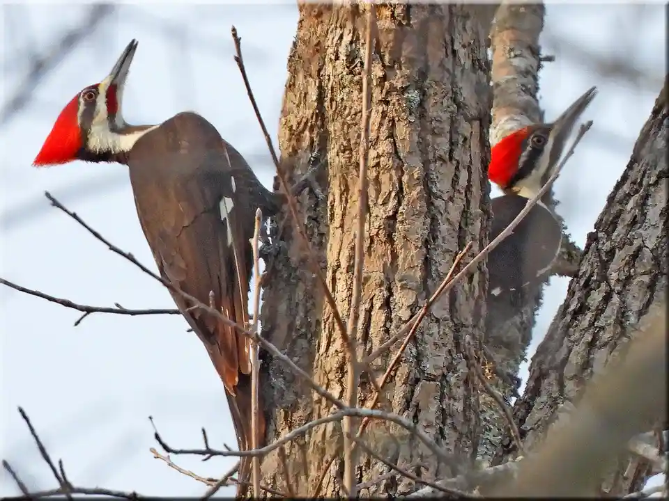 Two pileated woodpeckers are perched on opposite sides of a tree trunk, facing each other with their beaks open in a…