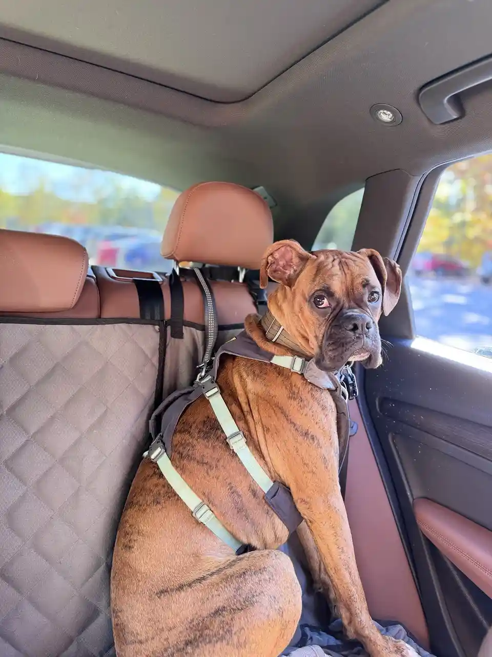 A brindle Boxer dog wearing a harness sits in the backseat of a car, looking directly at the camera with a serious, slightly…
