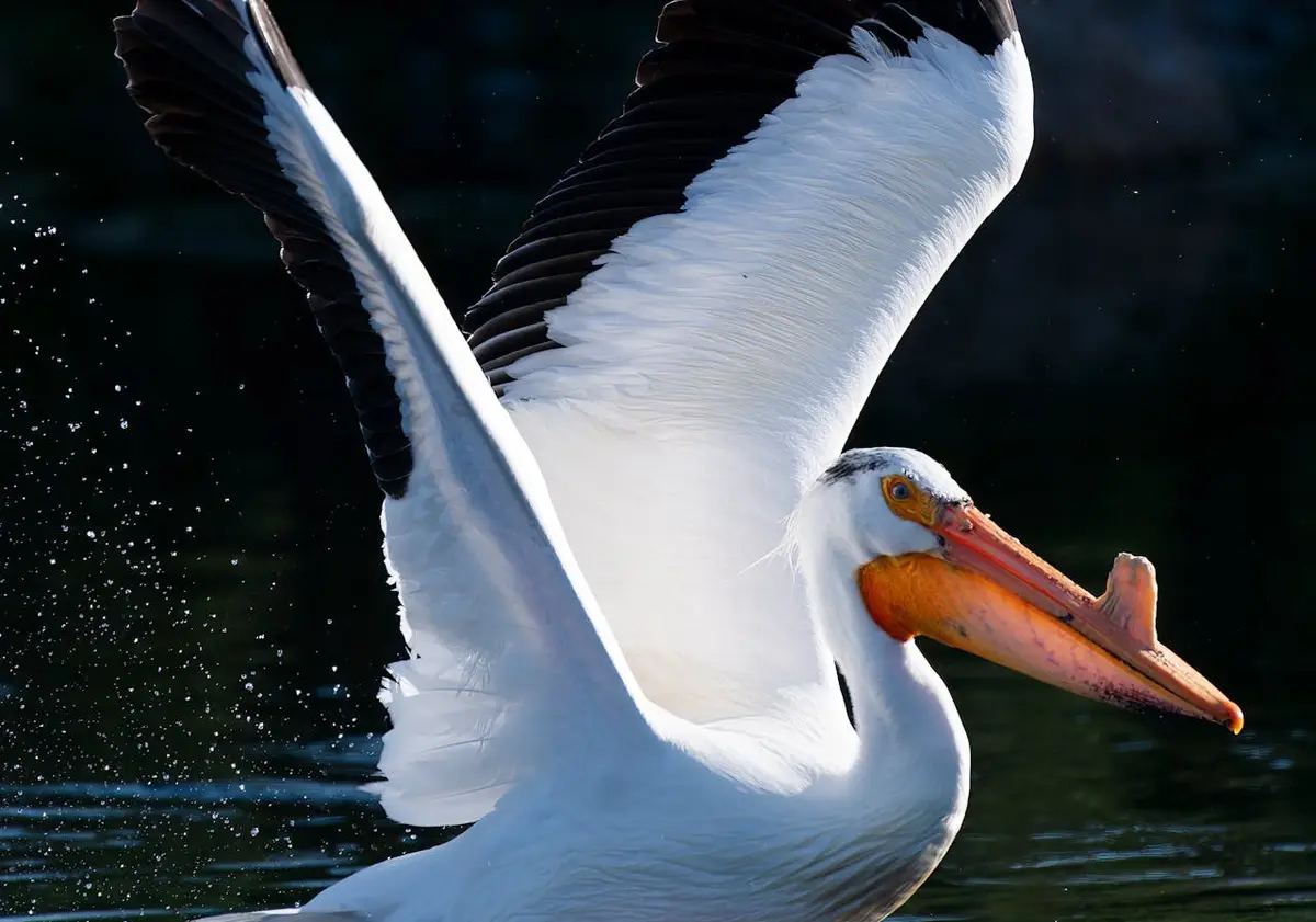 Check out this stunning pelican!