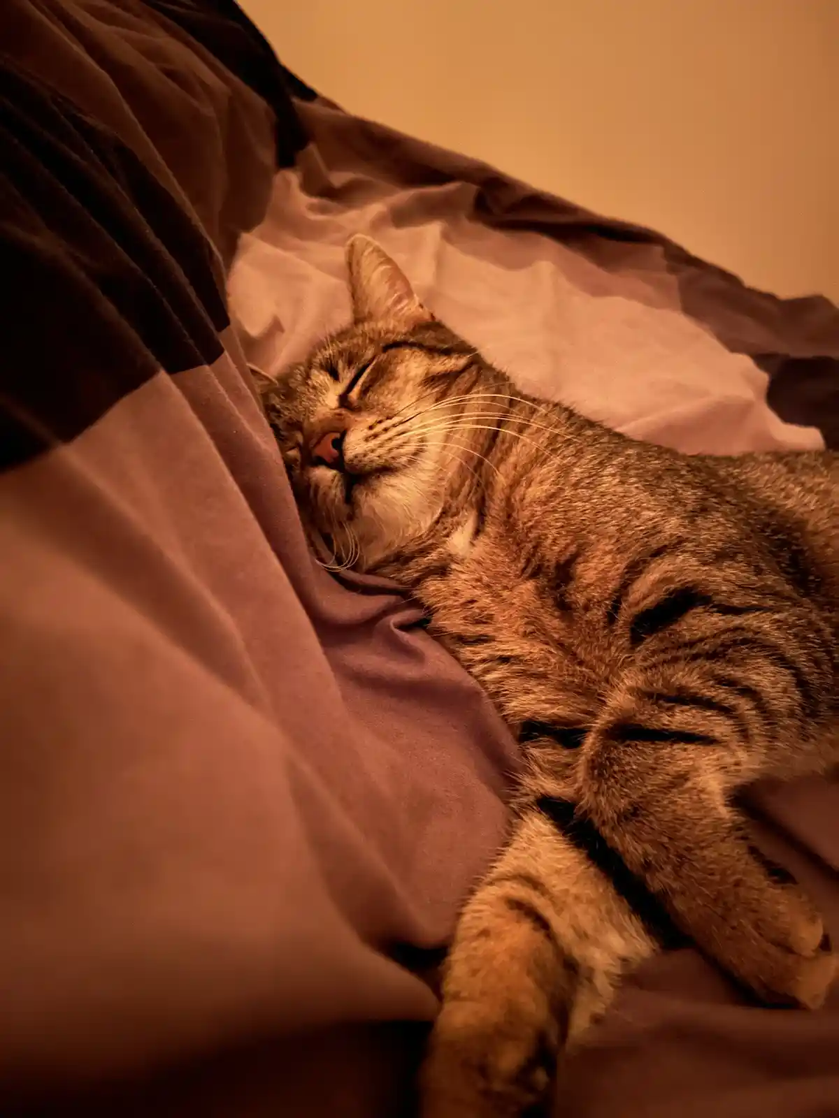 Meet the fierce Tiger Lana!