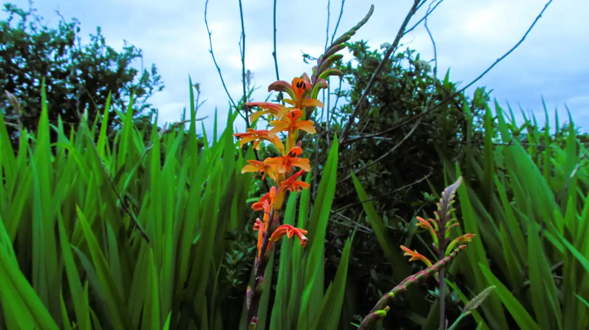 A close-up photo shows a tall stalk of orange-red flowers with long green leaves surrounding it, set against a cloudy sky…