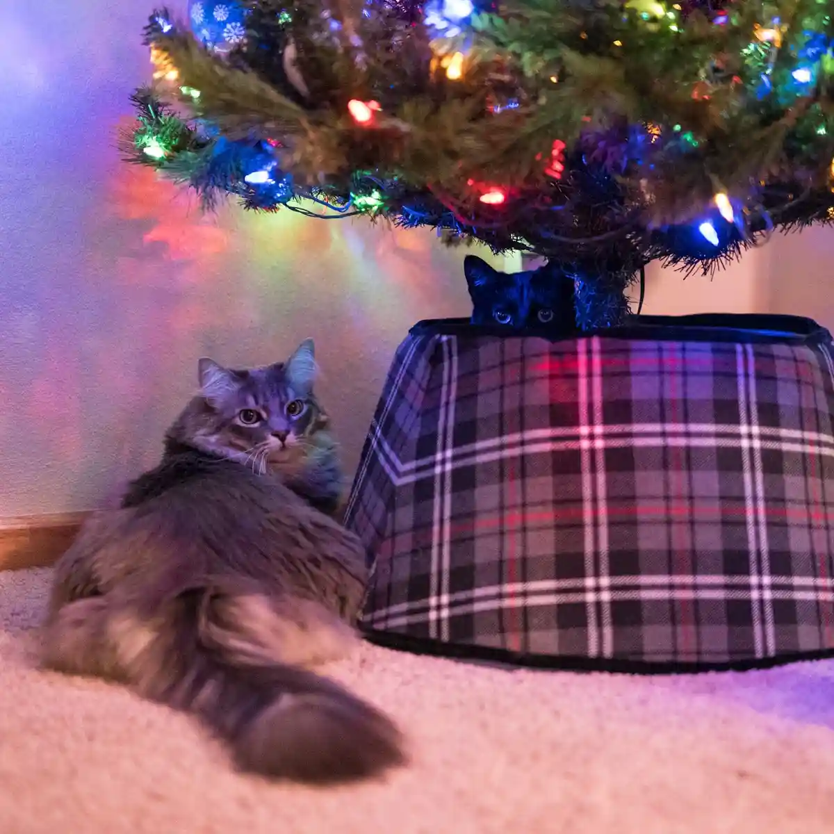A fluffy gray cat sits on a carpeted floor looking toward the camera, while a black cat peeks out from behind a plaid…