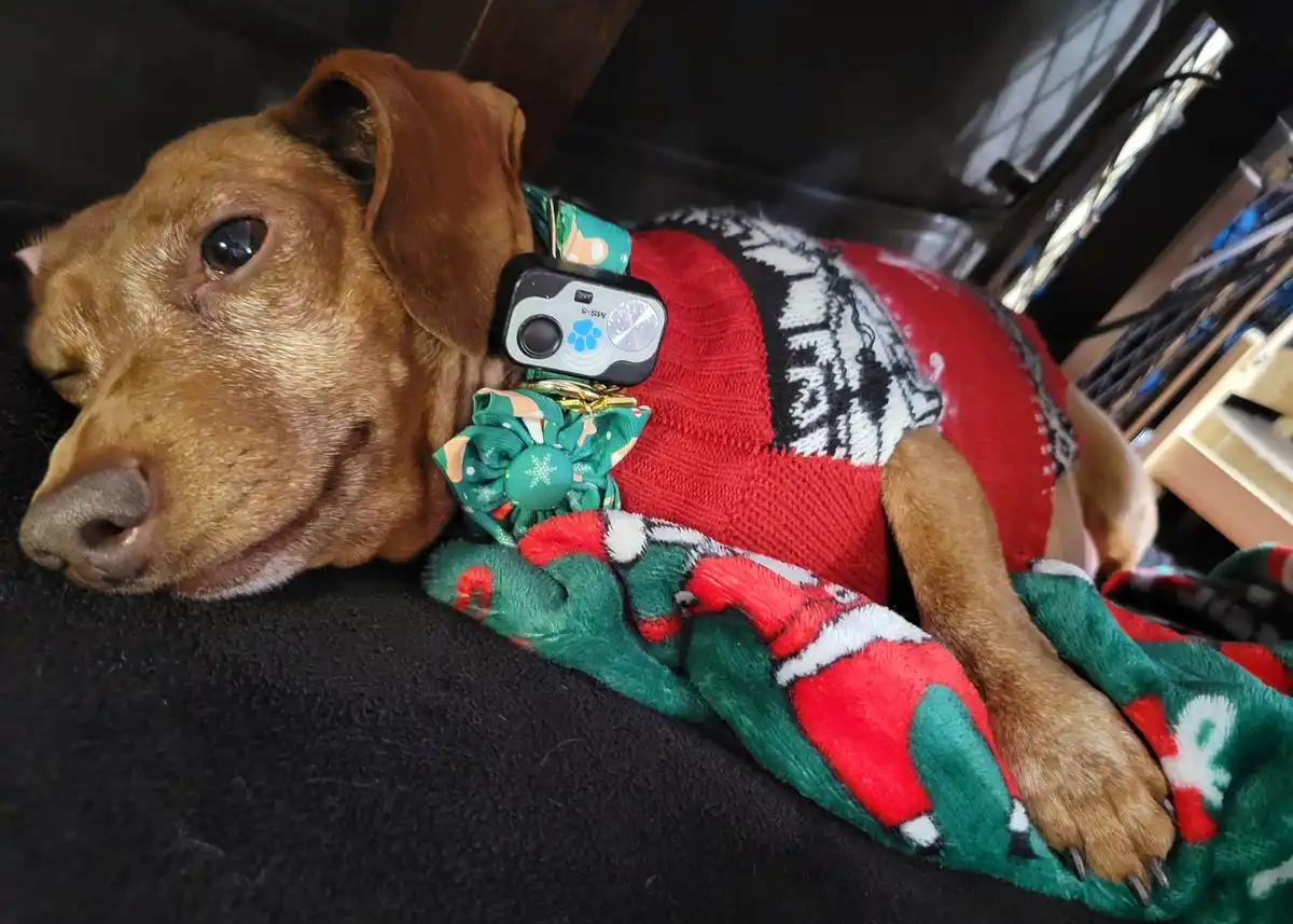 A brown dog with one eye open and one closed lies on a black surface, wearing a red and green holiday-themed sweater and a…