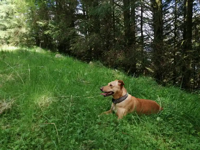 a tan dog with a patterned collar is lying in tall green grass in a forest, looking off to the side with its mouth open. The…