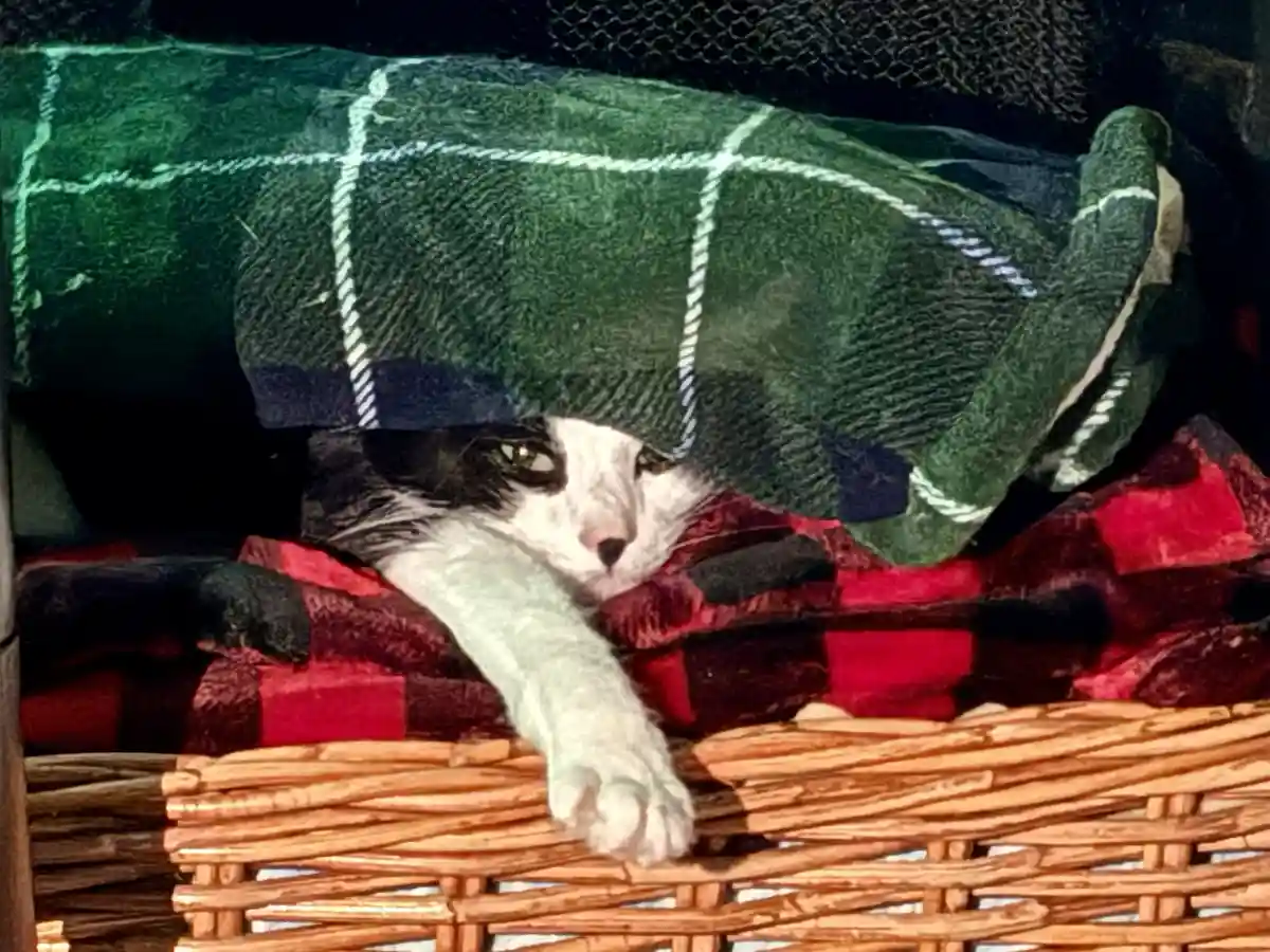 A black and white cat is peeking out from under a green plaid blanket, resting on a red plaid blanket inside a wicker…