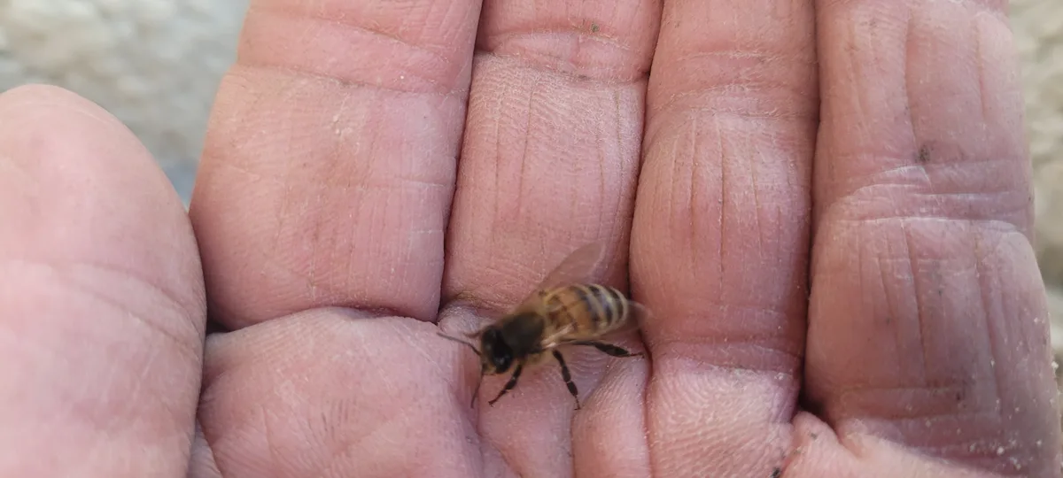 A close-up photo shows a honeybee resting on the palm of a person's hand, which has visible lines and slight dirt. The bee…